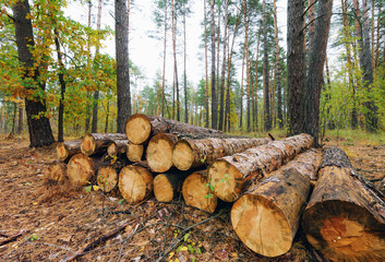 Pile of freshly harvested pine logs in the forest. Forestry logging