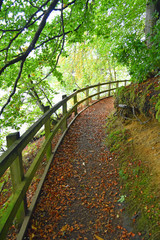Fall leaves on a curving path with wooden fence and overhanging trees. Taken at Loch Faskally in Highland Perthshire, Scotland in Autumn/Fall.