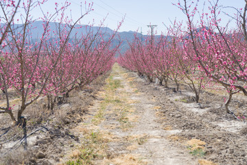 Beautiful pink peach flowers petals and trees blooming on a spring sunny day
