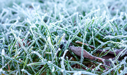 Green grass with morning frost. Closeup of frosty grass