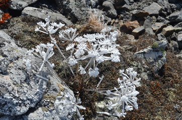 frost on grass