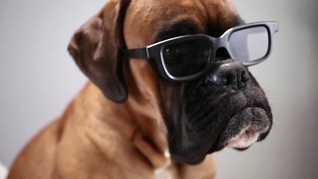 Close up shot on boxer dog wearing  black glasses.