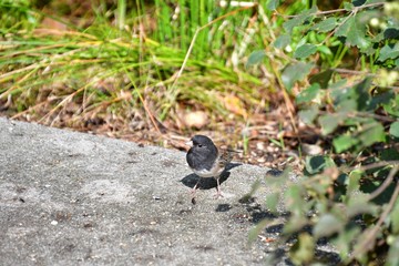 A picture of male Dark-eyed Junco on the ground. BC Canada