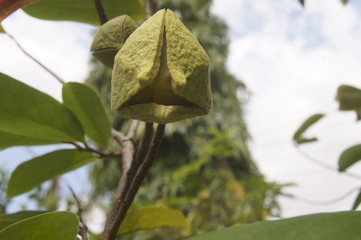 green leaves of tree with growing fruit