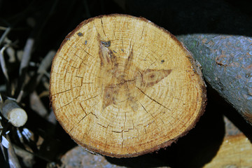 Sezione di tronco tagliato