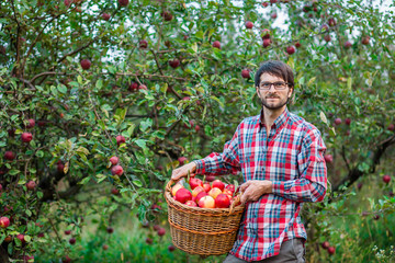 Picking apples. A man with a full basket of red apples in the garden.
