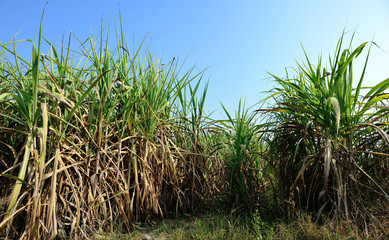 Sugarcane plants growing at field