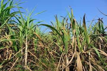 Sugarcane plants growing at field
