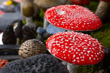 Fliegenpilz