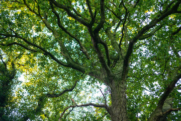 a tangled  treetop with many branches and still green leaves at the beginning of autumn