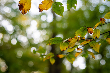 Autumn comes with light  brown tones on the leaves