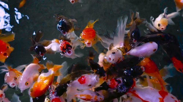 Beautiful group of gold fish swimming in pond, goldfish cute animal decor in house, close up top view 