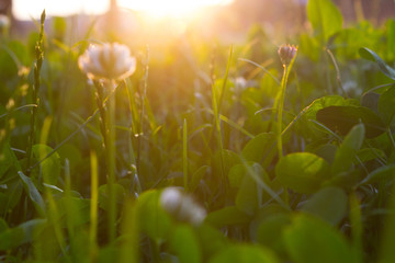 green grass background