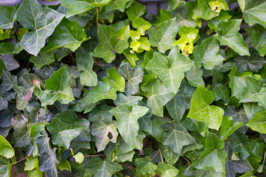 Green leaves on the feance
