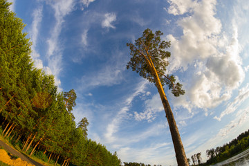 Pine forest with sun