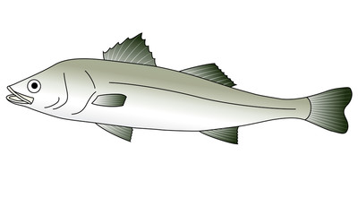 Illustration of a sea bass swimming
