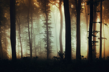 dark mysterious woods background, misty forest at night © andreiuc88