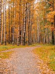 Beautiful autumn forest, Golden and red leaves, birches, maples