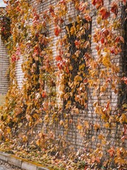 Beautiful autumn leaves, red and yellow on the brick wall