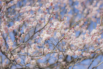 咲き乱れる梅の花