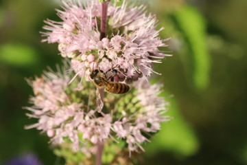 ダンギクに止まるミツバチ