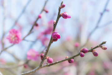 梅の花のつぼみ
