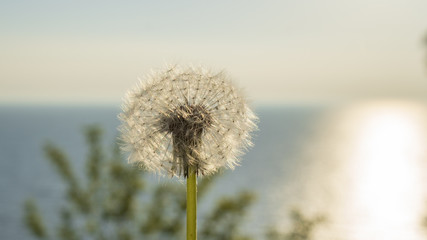 dandelion on sunset background