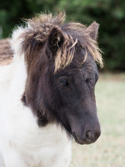 Fototapeta premium Cute Foal