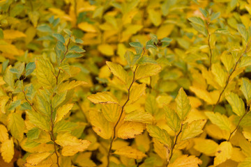 Beautiful Autumn forest in raining day