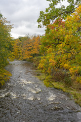 Obraz premium Beautiful Autumn forest in raining day