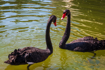 Pair of the black swans in love on a small lake