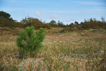 A planted baby pine tree growing in an empty field in the dunes