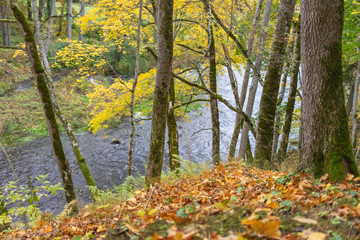 Beautiful Autumn forest in raining day