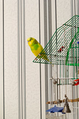 Yellow-green little parrot on a cage