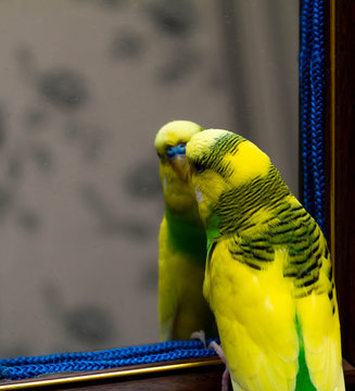 Yellow-green little parrot. Looks in the mirror.