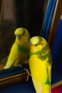 Yellow-green little parrot. Looks in the mirror.