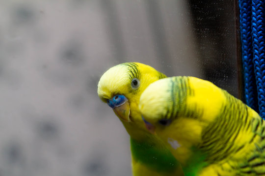 Yellow-green little parrot. Looks in the mirror.