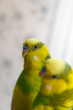 Yellow-green little parrot. Looks in the mirror.