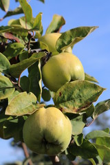 Wunderschöne Quitten vor strahlend blauem Himmel im goldenen Herbst in Franken