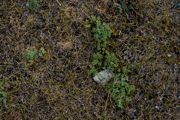 Texture of withered grass. Lifeless background image. Siberian soil. Macro photo