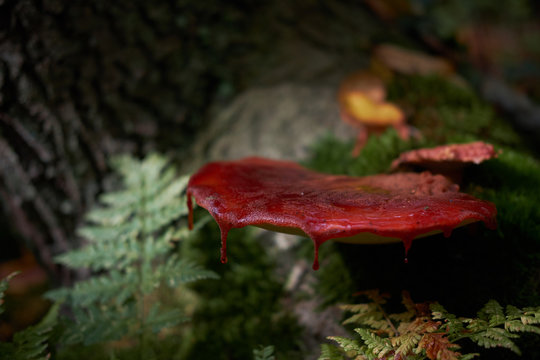 Beafsteak fungus mushroom growing on a tree bark dripping