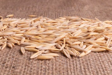 Collection of dry oat seeds randomly scattered on brown sackcloth