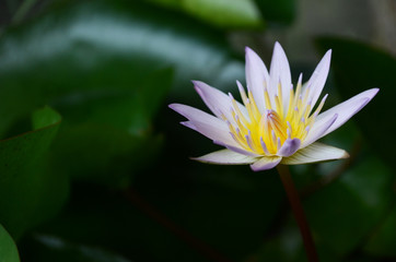 lotus flower nature garden background