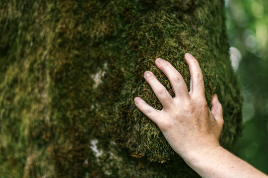 Hand of environmentalist touching tree trunk covered with moss