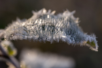 hoarfrost close up