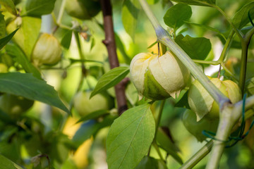 Tomatillo (Mexican husk tomato, Physalis philadelphica, Vegetable physalis) plants grows in vegetable garden. Home organic farming concept. Close-up.