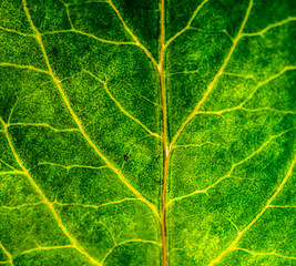 Background image of a leaf of a tree close up. A green leaf of a tree is a big magnification. Macro shooting.