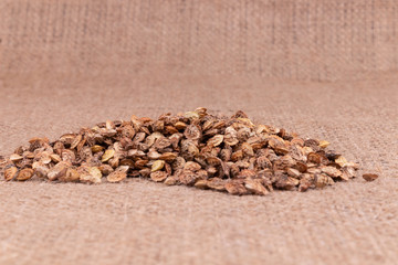 A heap of textured prickly small seeds laying on brown sackcloth