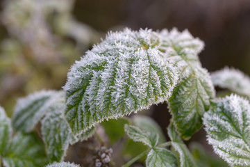 green leaves with hoarfrost