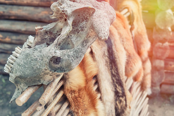 Animal skins on wattle and cow skulls. Rustic fence on which hunters dry tanned skins.